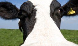 Kelly’s Cows!
