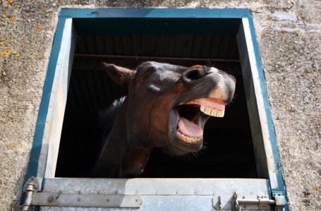 laughing horse Cornwall photographer horse portrait